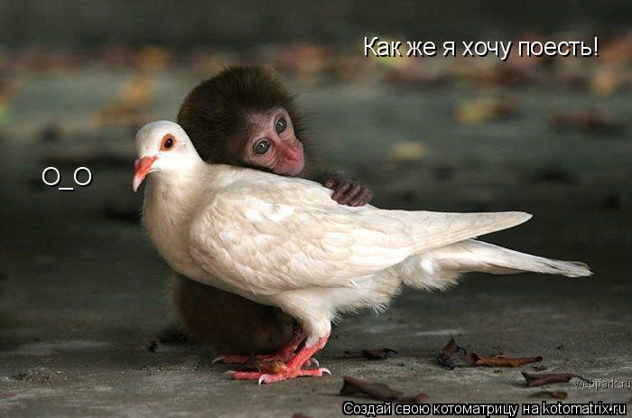 Котоматрица: Как же я хочу поесть! О_О