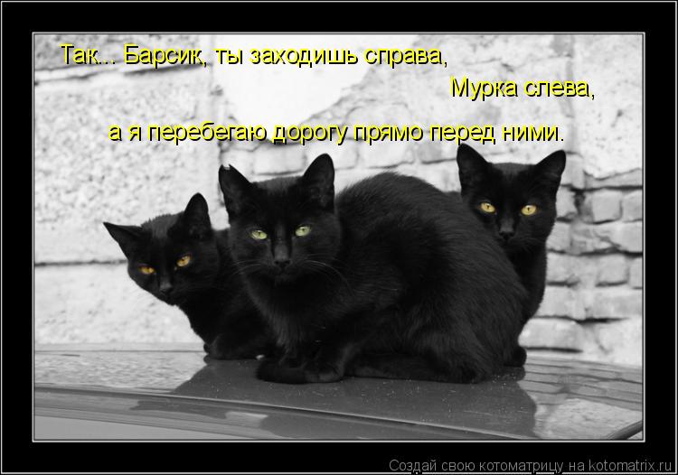 Так... Барсик, ты заходишь справа, Мурка слева, а я перебегаю дорогу прямо перед ними.... Котоматрица: Так... Барсик, ты заходишь справа, Мурка слева, а я перебегаю дорогу прямо перед ними.