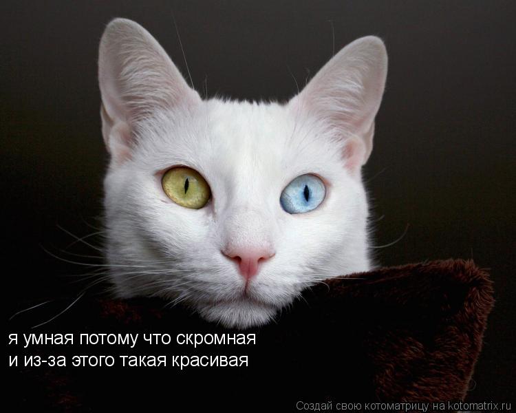 Котоматрица: я умная потому что скромная и из-за этого такая красивая
