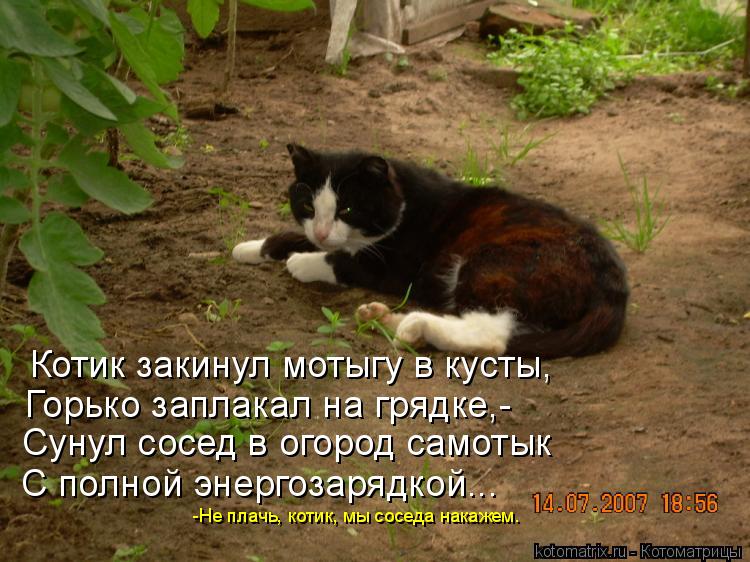 Котоматрица: Котик закинул мотыгу в кусты, Горько заплакал на грядке,- Сунул сосед в огород самотык С полной энергозарядкой... -Не плачь, котик, мы соседа н