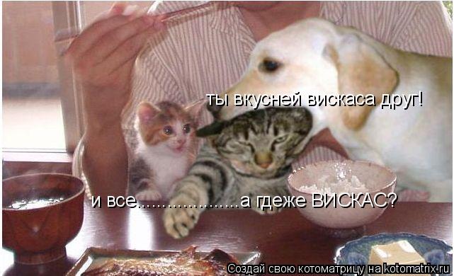 Котоматрица: и все....................а гдеже ВИСКАС? ты вкусней вискаса друг!