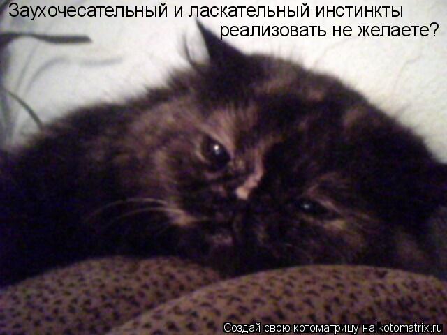 Котоматрица: Заухочесательный и ласкательный инстинкты реализовать не желаете?