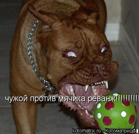 Котоматрица: чужой против мячика реванж!!!!!!!!!!!