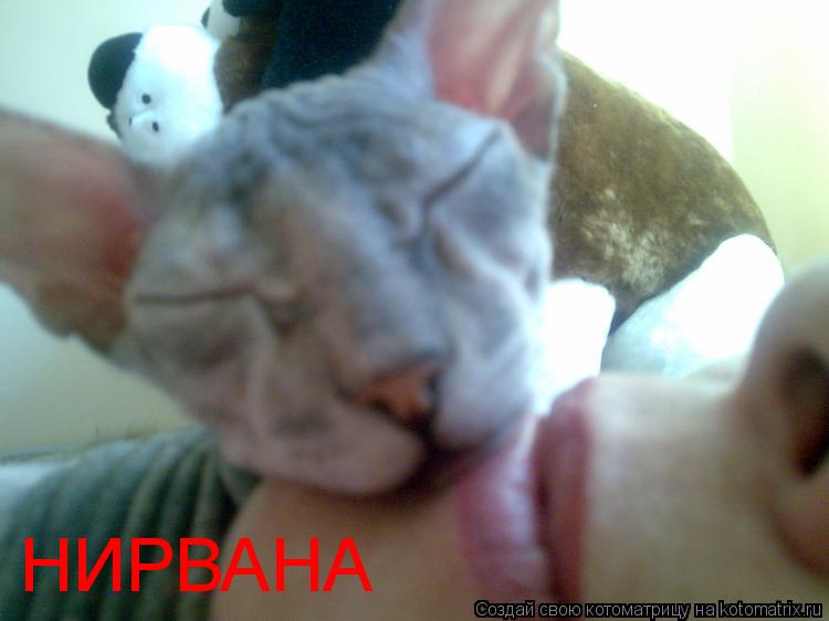 Котоматрица: НИРВАНА