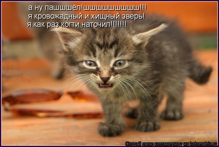 Котоматрица: а ну пашшшёл!шшшшшшшшш!!! я кровожадный и хищный зверь! я как раз когти наточил!!!!!!!