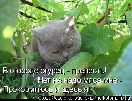 В огороде огурец - прелесть! Нет не надо мяса мне - Прокормлюсь и здесь я!... Котоматрица: В огороде огурец - прелесть! Нет не надо мяса мне - Прокормлюсь и здесь я!