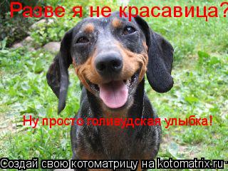 Котоматрица: Разве я не красавица? Ну просто голивудская улыбка!