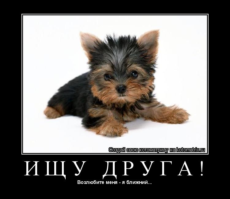 Котоматрица: И Щ У   Д Р У Г А ! 