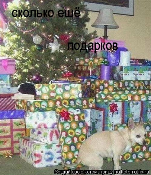 Котоматрица: сколько ещё подарков