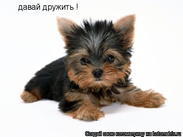 Котоматрица: давай дружить !