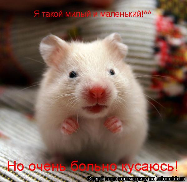 Котоматрица: Я такой милый и маленький!^^ Но очень больно кусаюсь!