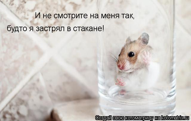 И не смотрите на меня так, будто я застрял в стакане!... Котоматрица: И не смотрите на меня так, будто я застрял в стакане!
