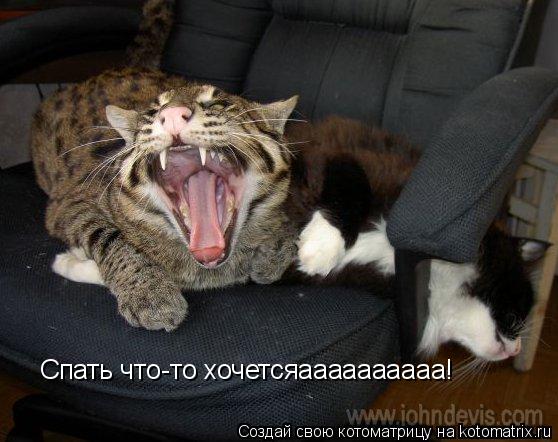 Спать что-то хочетсяаааааааааа!... Котоматрица: Спать что-то хочетсяаааааааааа!