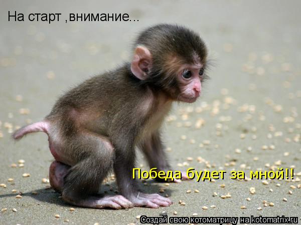 Котоматрица: На старт ,внимание... Победа будет за мной!!
