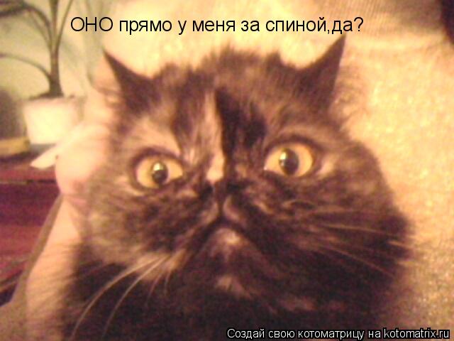 Котоматрица: ОНО прямо у меня за спиной,да?