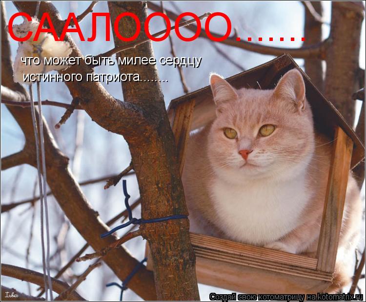 Котоматрица: СААЛОООО....... что может быть милее сердцу истинного патриота........