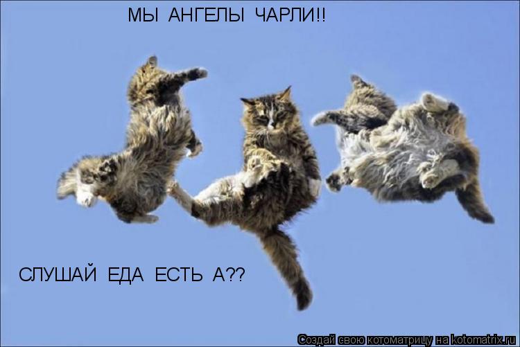 Котоматрица: МЫ  АНГЕЛЫ  ЧАРЛИ!! СЛУШАЙ  ЕДА  ЕСТЬ  А??