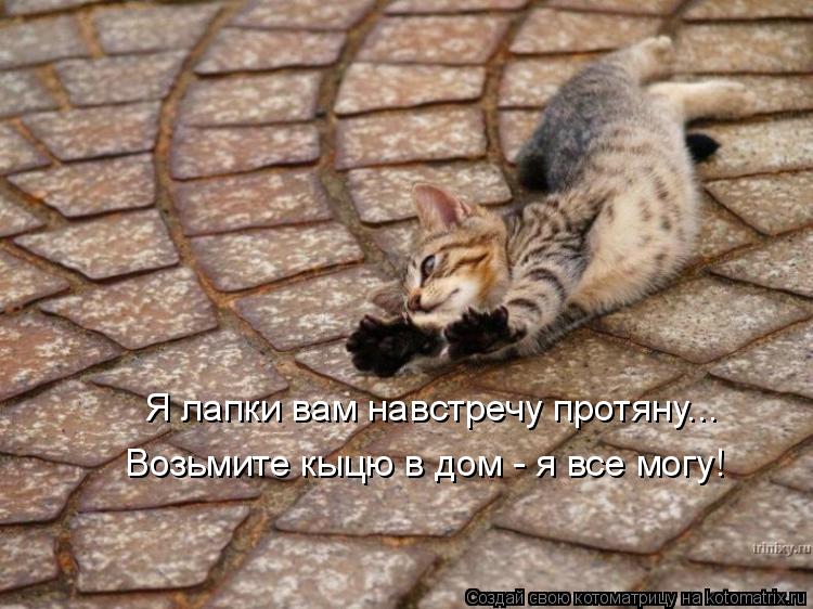 Котоматрица: Я лапки вам навстречу протяну... Возьмите кыцю в дом - я все могу!