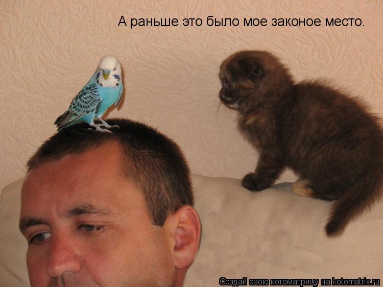 Котоматрица: А раньше это было мое законое место.