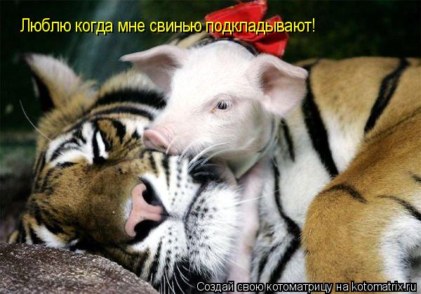 Люблю когда мне свинью подкладывают!... Котоматрица: Люблю когда мне свинью подкладывают!