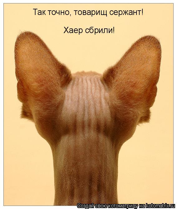 Так точно, товарищ сержант! Хаер сбрили!... Котоматрица: Так точно, товарищ сержант! Хаер сбрили!