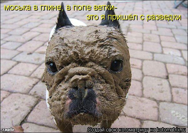 Котоматрица: моська в глине, в попе ветки- это я пришёл с разведки
