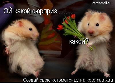 ОЙ какой сюрприз......... какой?... Котоматрица: ОЙ какой сюрприз......... какой?