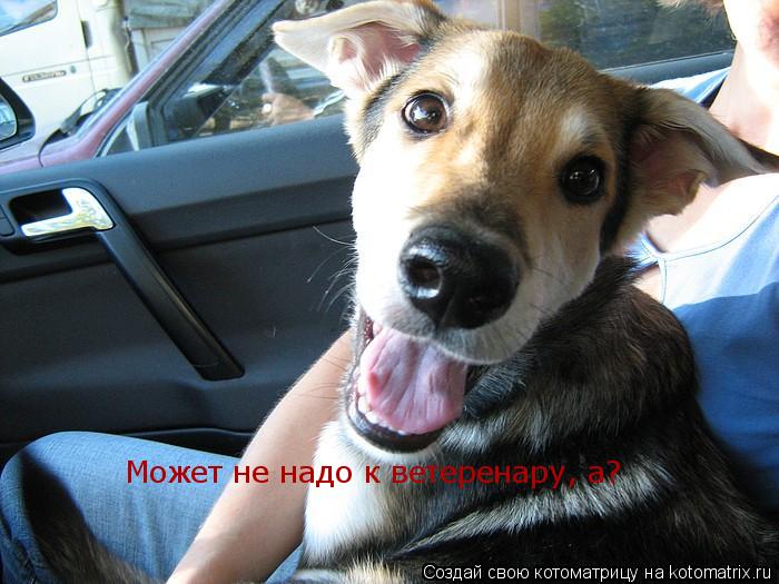 Котоматрица: Может не надо к ветеренару, а?