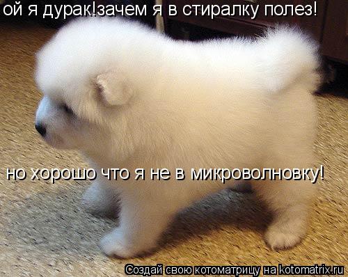 Котоматрица: ой я дурак!зачем я в стиралку полез! но хорошо что я не в микроволновку!