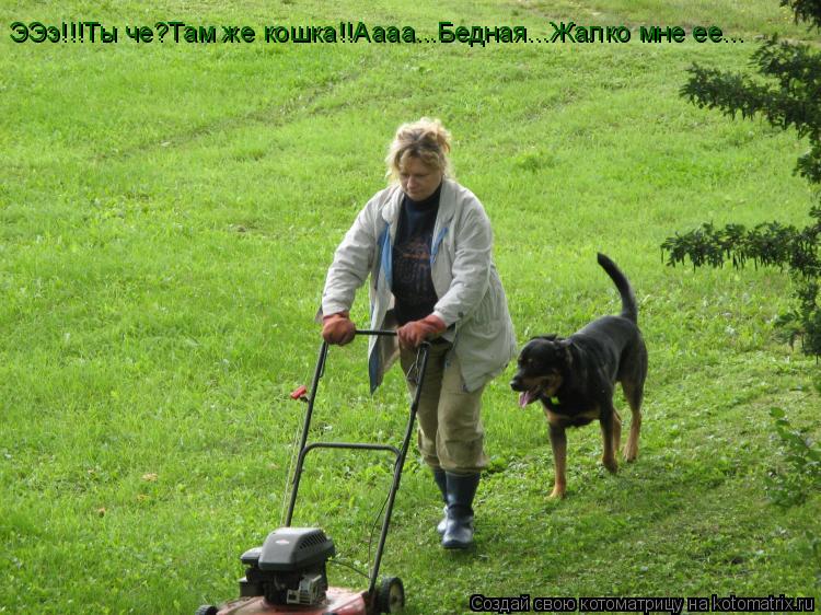 Котоматрица: ЭЭэ!!!Ты че?Там же кошка!!Аааа...Бедная...Жалко мне ее...
