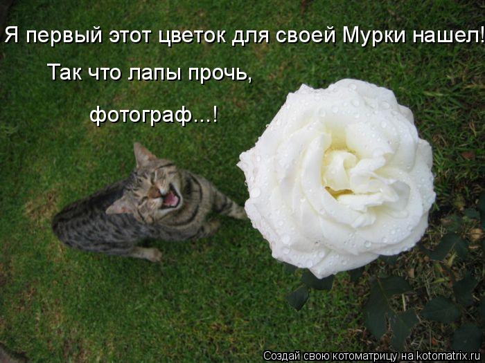 Я первый этот цветок для своей Мурки нашел!!! Так что лапы прочь, фотограф...!... Котоматрица: Я первый этот цветок для своей Мурки нашел!!! Так что лапы прочь, фотограф...!