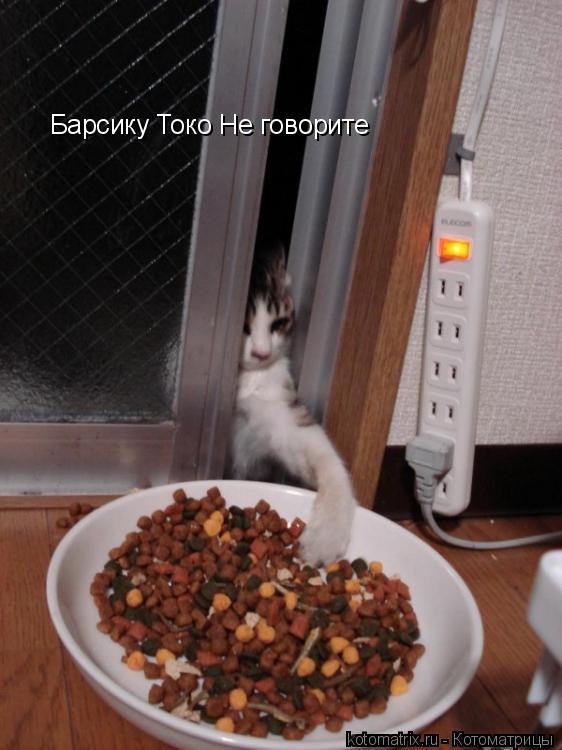 Котоматрица: Барсику Токо Не говорите