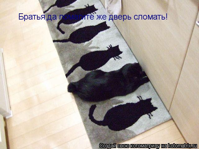 Братья,да помагите же дверь сломать!... Котоматрица: Братья,да помагите же дверь сломать!