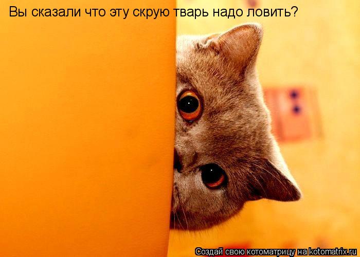 Котоматрица: Вы сказали что эту скрую тварь надо ловить?