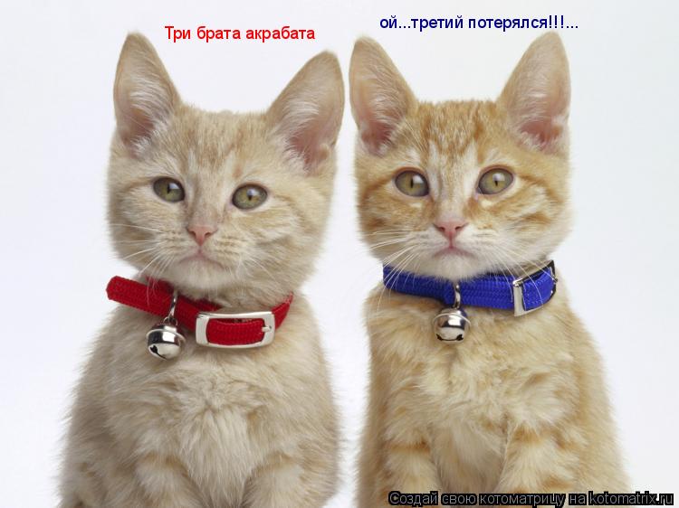 Три брата акрабата ой...третий потерялся!!!...... Котоматрица: Три брата акрабата ой...третий потерялся!!!...