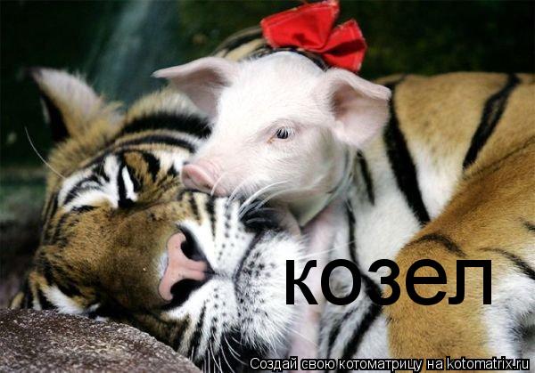 Котоматрица: козел