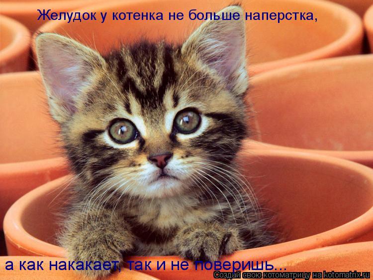 Котоматрица: Желудок у котенка не больше наперстка,  а как накакает, так и не поверишь...
