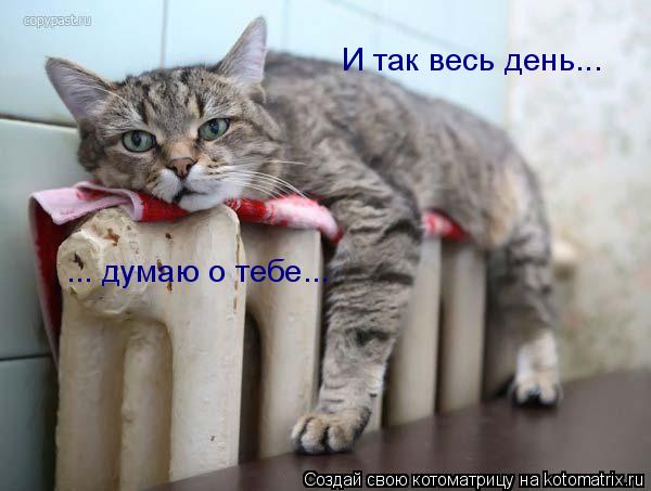 Котоматрица: И так весь день... ... думаю о тебе...