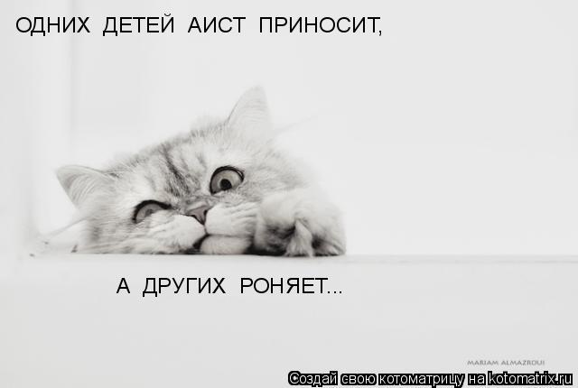 Котоматрица: ОДНИХ  ДЕТЕЙ  АИСТ  ПРИНОСИТ, А  ДРУГИХ  РОНЯЕТ...