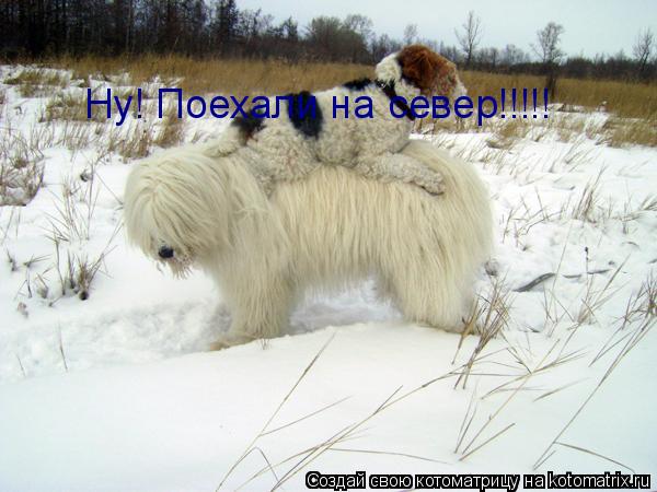 Котоматрица: Ну! Поехали на север!!!!!