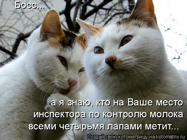 Котоматрица: Босс... а я знаю, кто на Ваше место инспектора по контролю молока всеми четырьмя лапами метит...