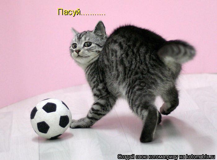 Пасуй.............. Котоматрица: Пасуй...........