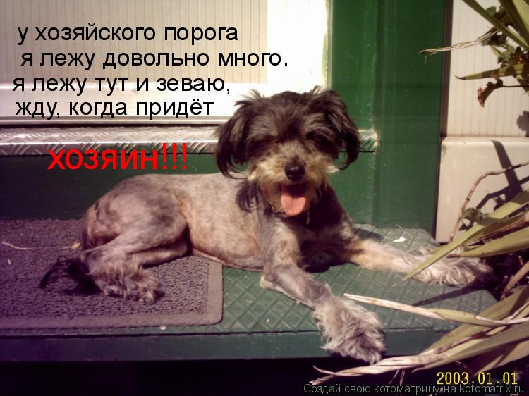 Котоматрица: у хозяйского порога я лежу довольно много. я лежу тут и зеваю, жду, когда придёт хозяин!!!