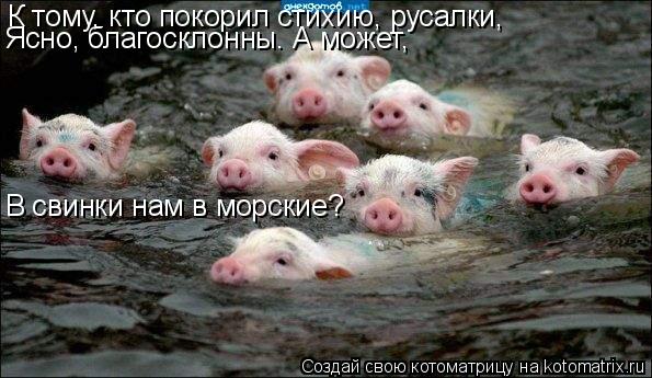 Котоматрица: К тому, кто покорил стихию, русалки, Ясно, благосклонны. А может, В свинки нам в морские?
