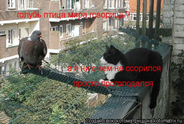 Котоматрица: голубь птица мира,говорищь? а я ни с кем не ссорился просто проголодался
