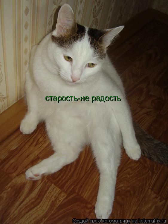 Котоматрица: старость-не радость