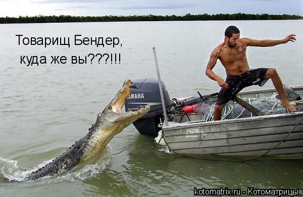 Котоматрица: Товарищ Бендер,  куда же вы???!!!