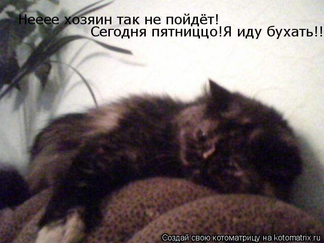 Котоматрица: Нееее хозяин так не пойдёт! Сегодня пятниццо!Я иду бухать!!!