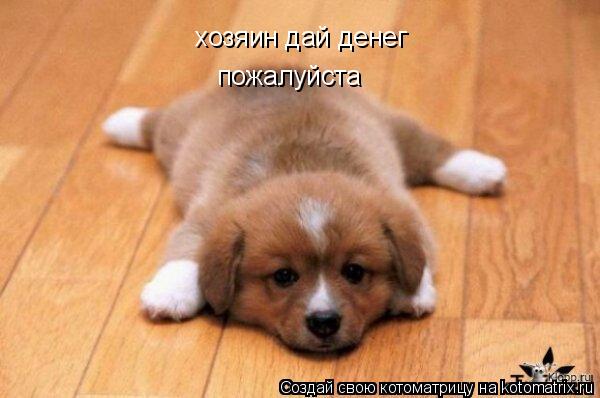 Котоматрица: хозяин дай денег пожалуйста