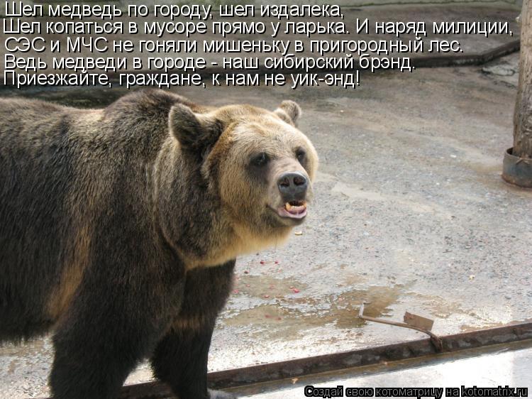 Шел медведь по городу, шел издалека, Шел копаться в мусоре прямо у ларька. И наряд милиции, СЭС и МЧС... Котоматрица: Шел медведь по городу, шел издалека, Шел копаться в мусоре прямо у ларька. И наряд милиции, СЭС и МЧС не гоняли мишеньку в пригородный лес. Ве